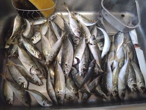 マアジの釣果