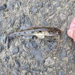 マハゼの釣果