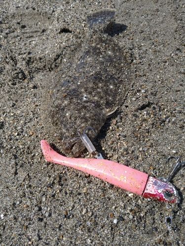 ソゲの釣果