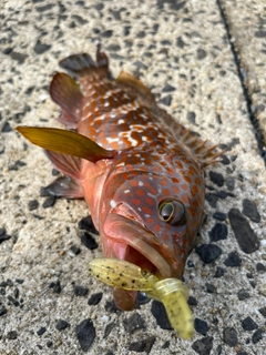キジハタの釣果