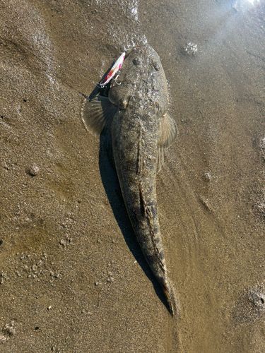 コチの釣果