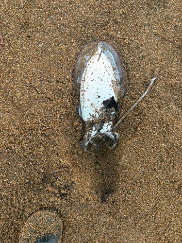 コウイカの釣果