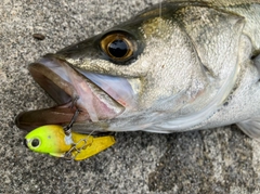 フッコ（マルスズキ）の釣果