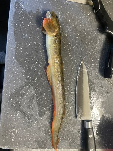 ダイナンギンポの釣果