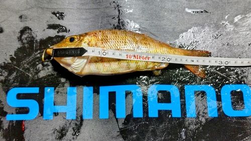 イトフエフキの釣果