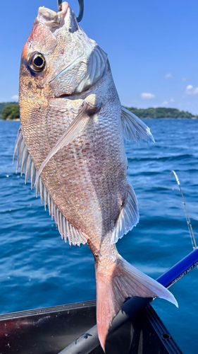 マダイの釣果