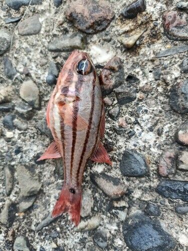 オオスジイシモチの釣果