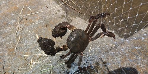 モクズガニの釣果