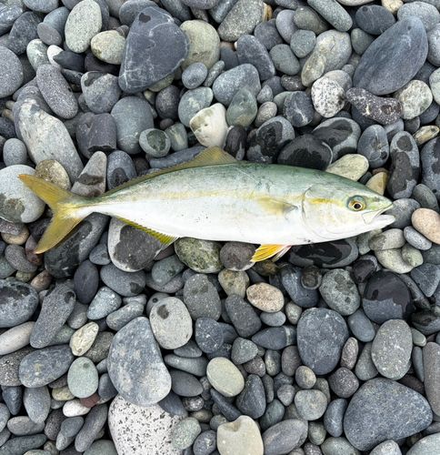 ワカシの釣果