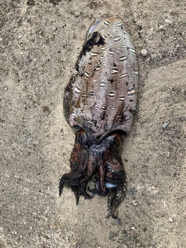 コウイカの釣果