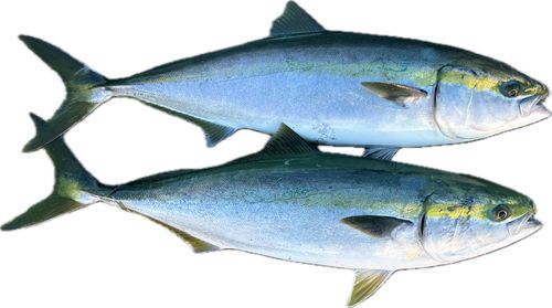 ワラサの釣果