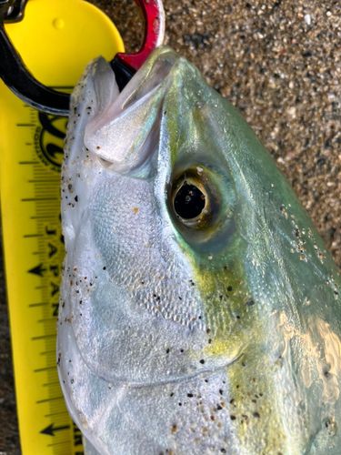 ワカシの釣果