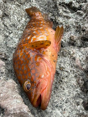アコウの釣果