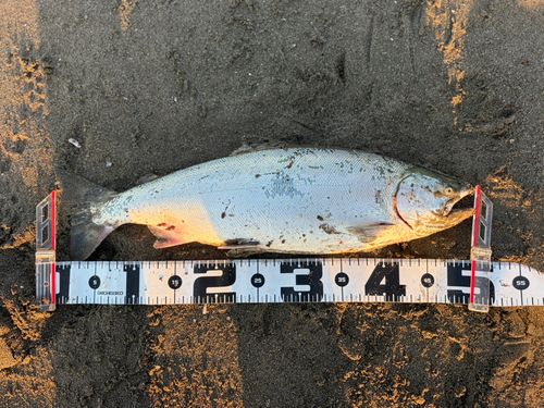 サクラマスの釣果