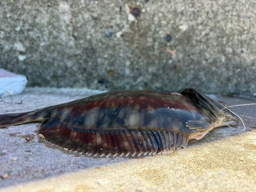クロガシラガレイの釣果