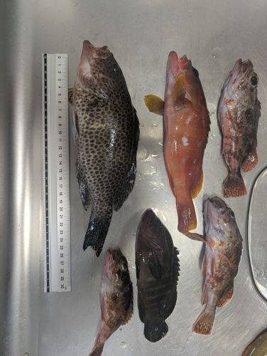 オオモンハタの釣果