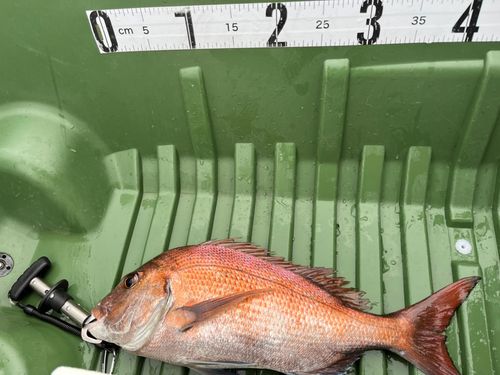 マダイの釣果