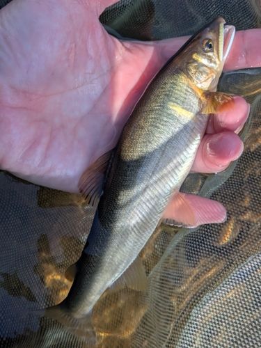 アユの釣果