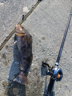 アイナメの釣果