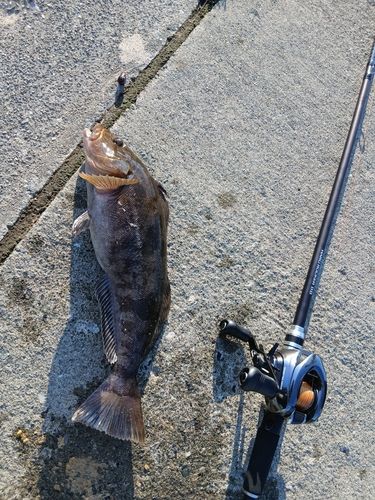 アイナメの釣果