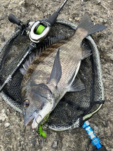 チヌの釣果