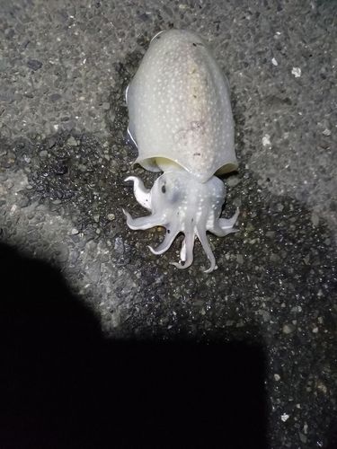 シリヤケイカの釣果