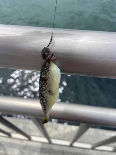 フグの釣果