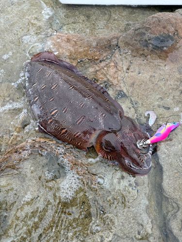 モンゴウイカの釣果