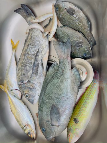 クロの釣果