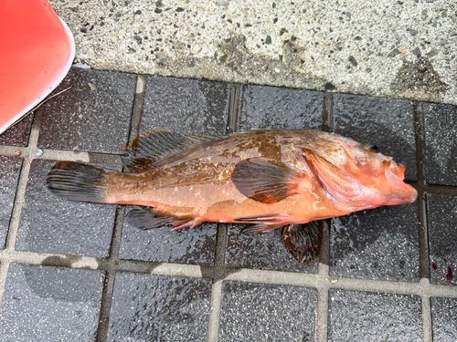 アコウの釣果