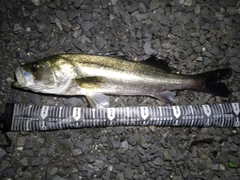 スズキの釣果