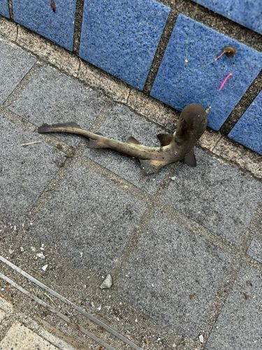 ドチザメの釣果