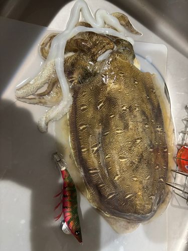 コウイカの釣果
