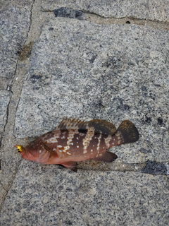 キジハタの釣果