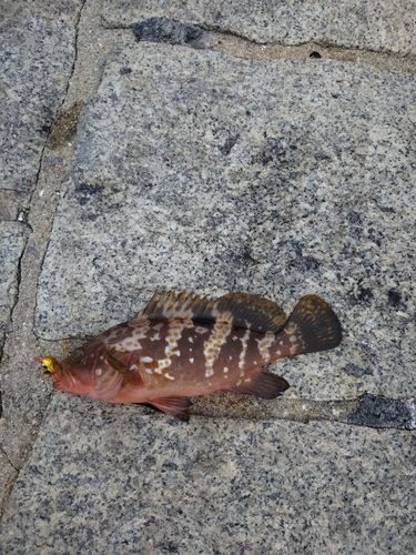 キジハタの釣果