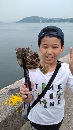 カワハギの釣果