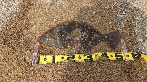 ヒラメの釣果