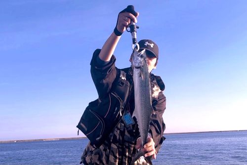 サゴシの釣果