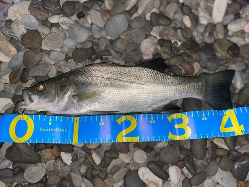 ヒラスズキの釣果