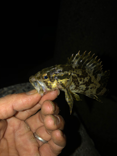 タケノコメバルの釣果