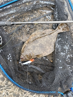 ヒラメの釣果