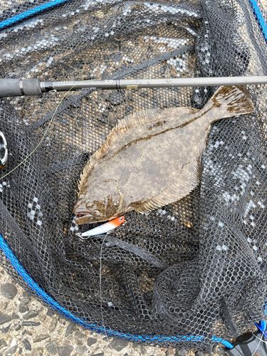 ヒラメの釣果