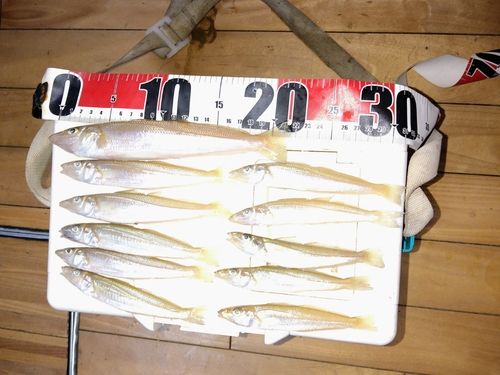 シロギスの釣果