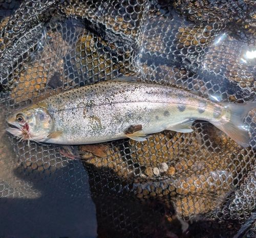 ヤマメの釣果