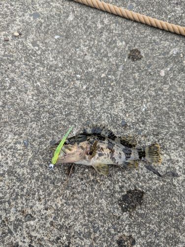 タケノコメバルの釣果