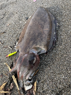 モンゴウイカの釣果