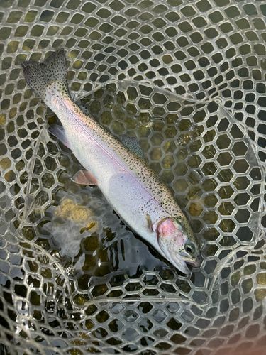 トラウトの釣果