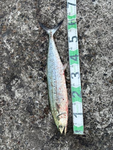 サゴシの釣果