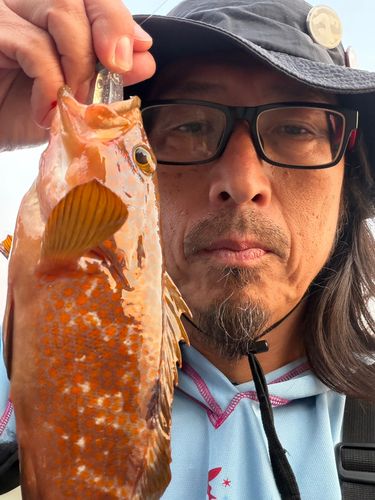 キジハタの釣果