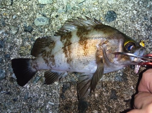 メバルの釣果